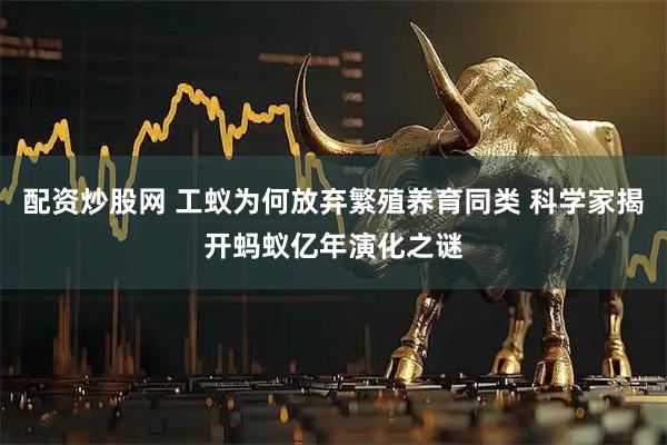 配资炒股网 工蚁为何放弃繁殖养育同类 科学家揭开蚂蚁亿年演化之谜